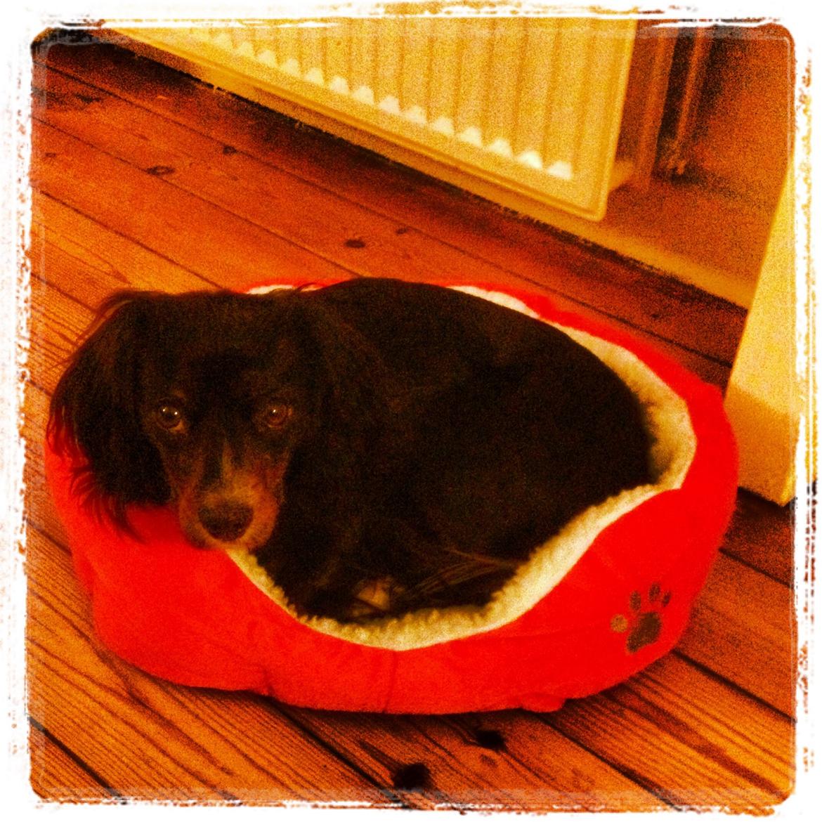 Blanding af racer Jessy - Hun kan lige ligge der <3 billede 17