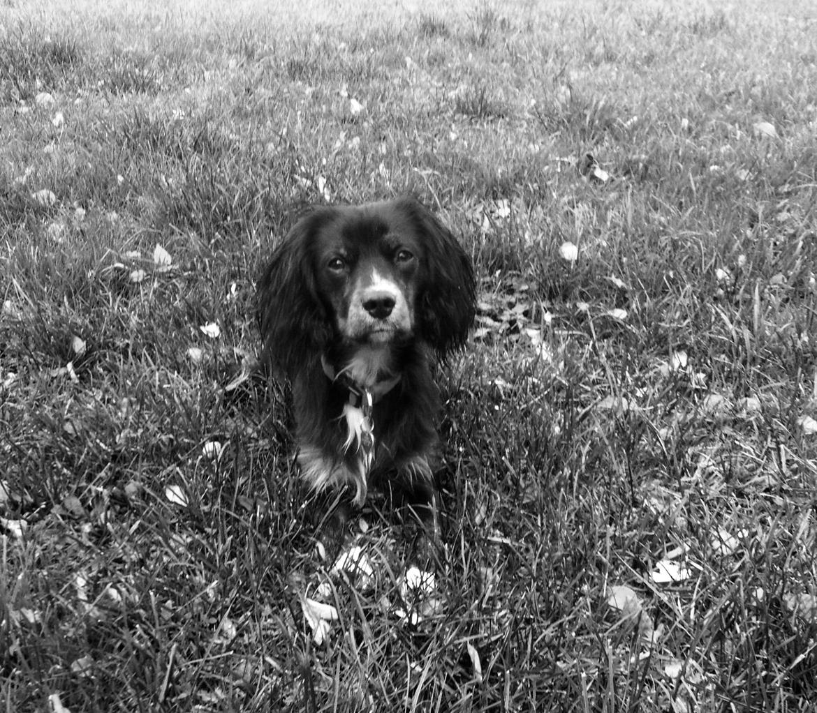 Blanding af racer Jessy billede 16