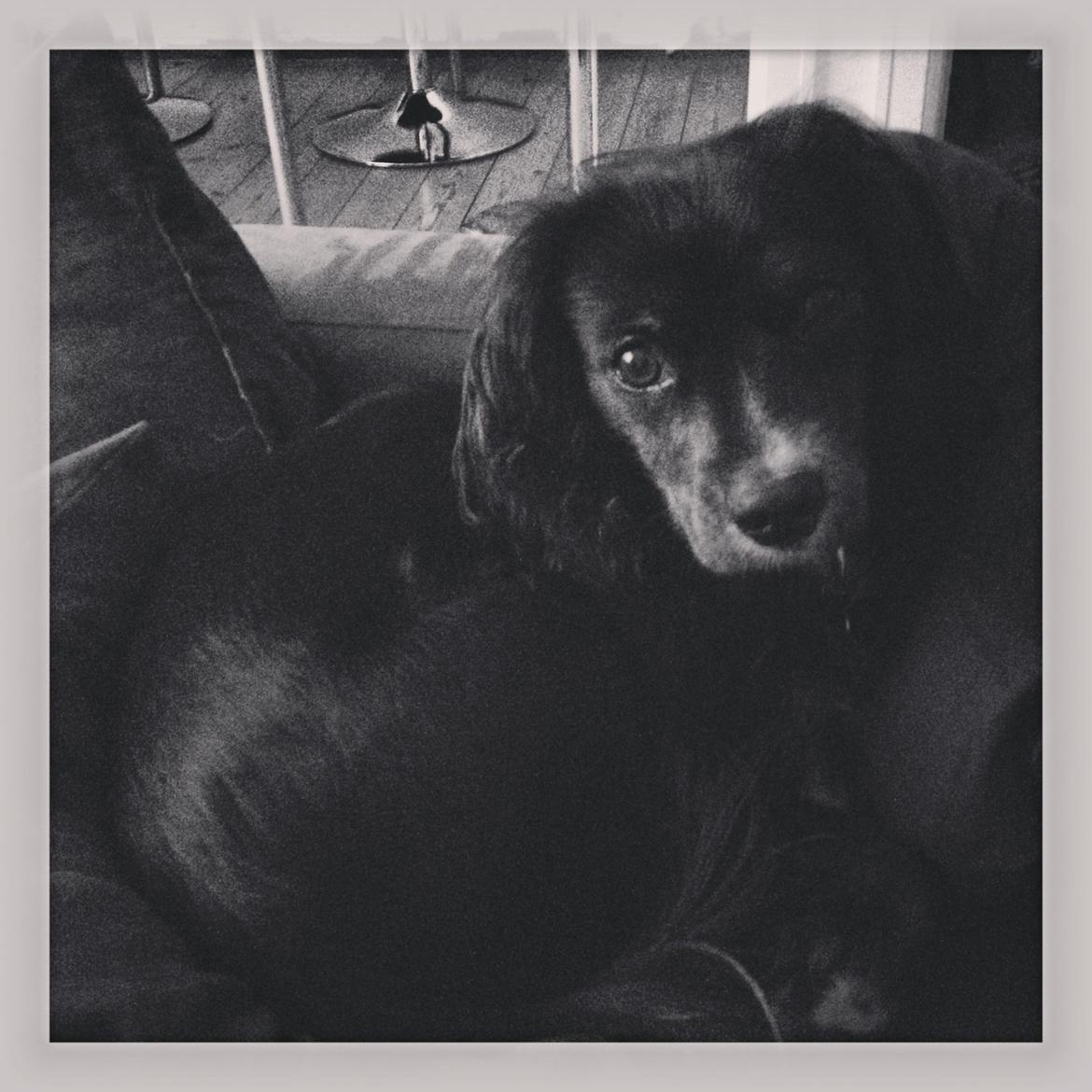 Blanding af racer Jessy billede 18