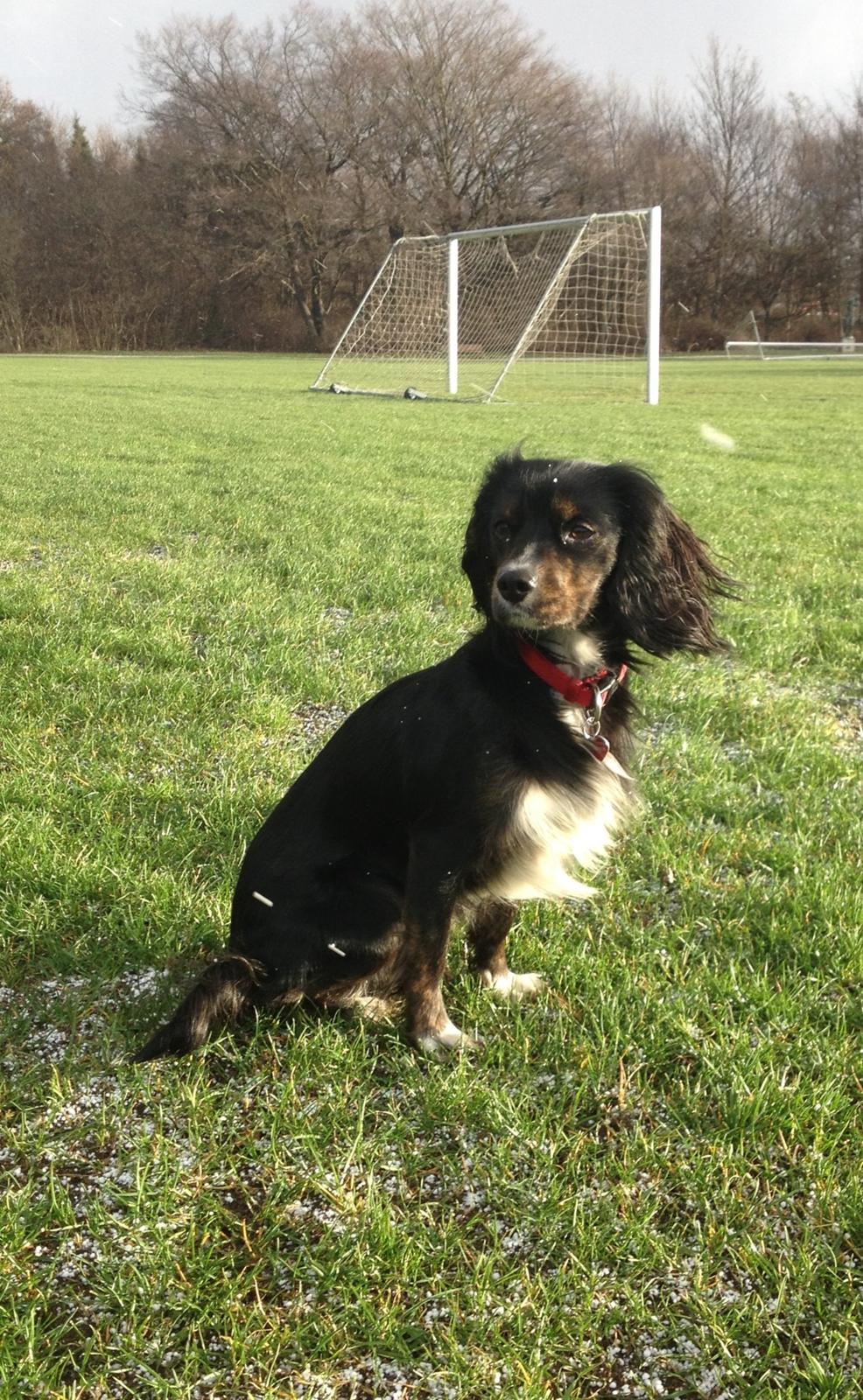 Blanding af racer Jessy billede 19