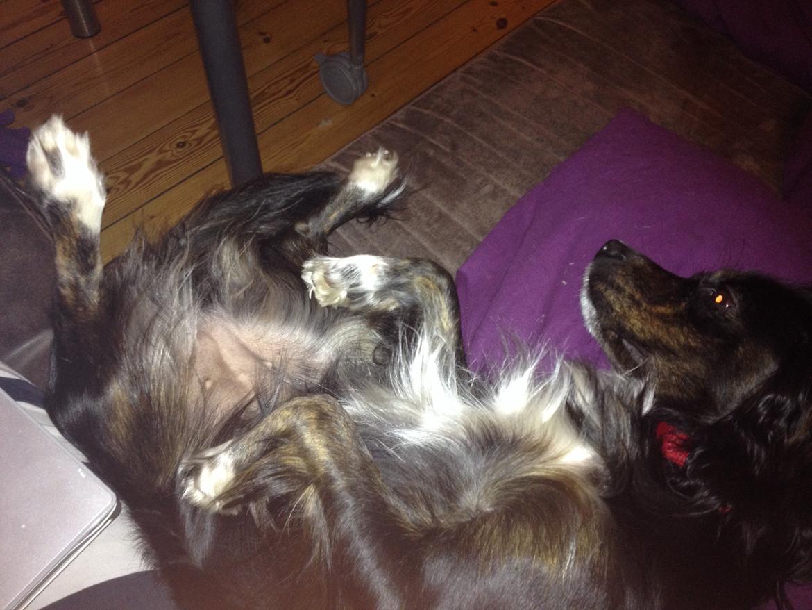 Blanding af racer Jessy - Jeg skal kløs på maven!! XD billede 20