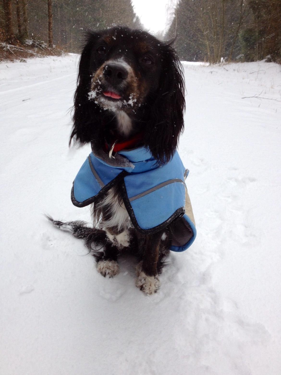 Blanding af racer Jessy - det pisse koldt! :P billede 22