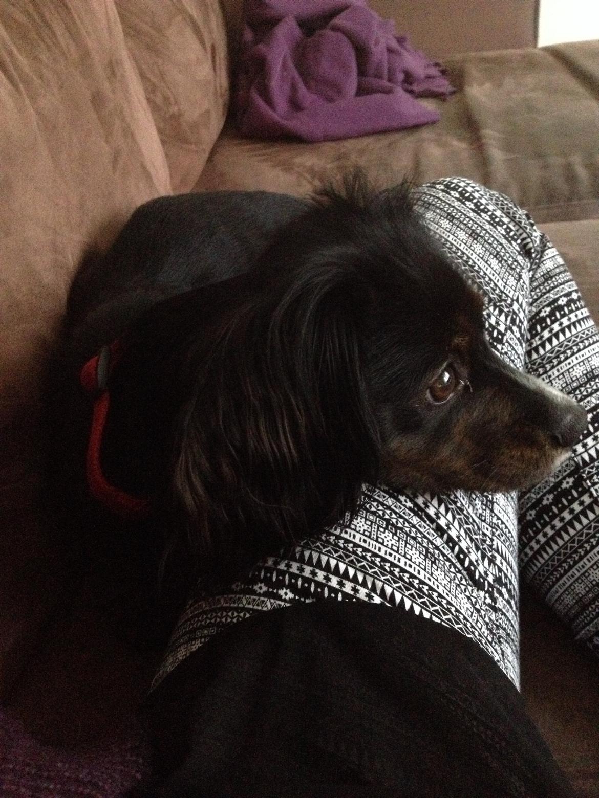 Blanding af racer Jessy billede 24