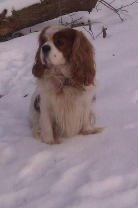 Blanding af racer Jessy - Jessys far billede 26