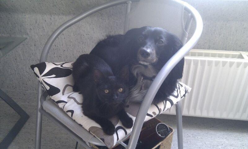 Blanding af racer Jessy - Jessys mor billede 28