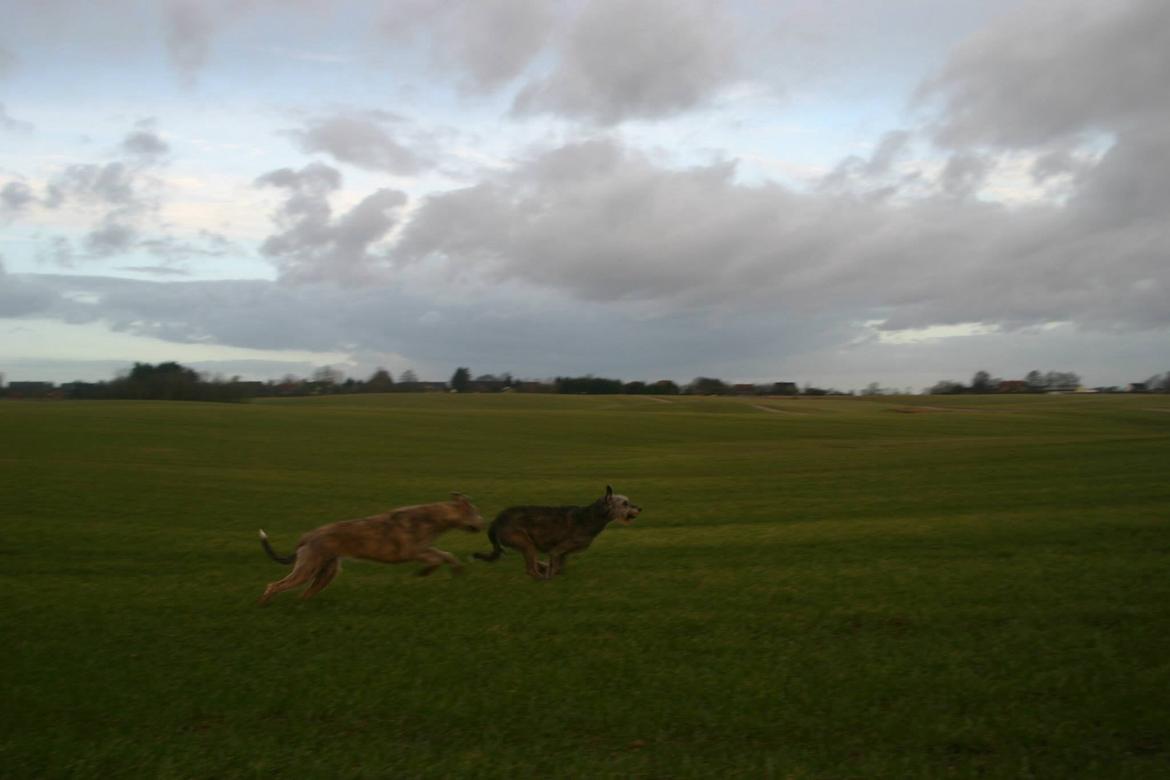 Irsk ulvehund Nova - Yeah.... Løbeleg med Mutte  billede 14