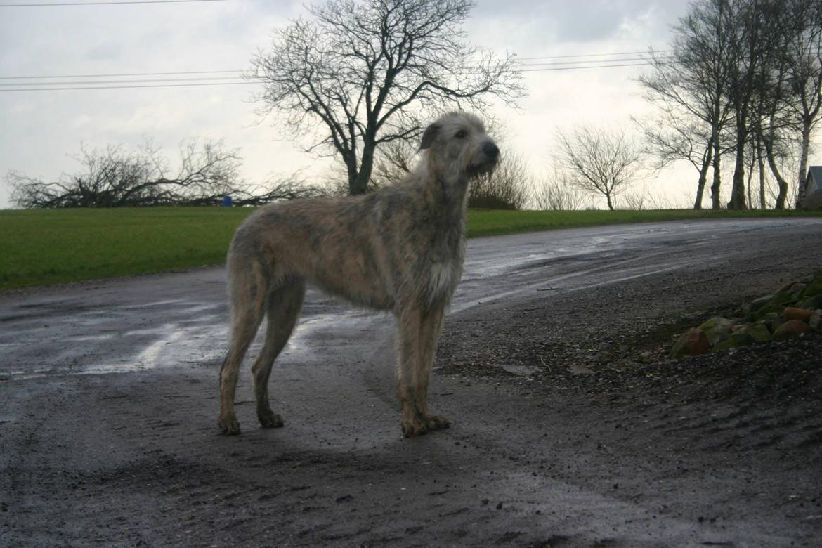 Irsk ulvehund Nova - Nova 22 mdr billede 15