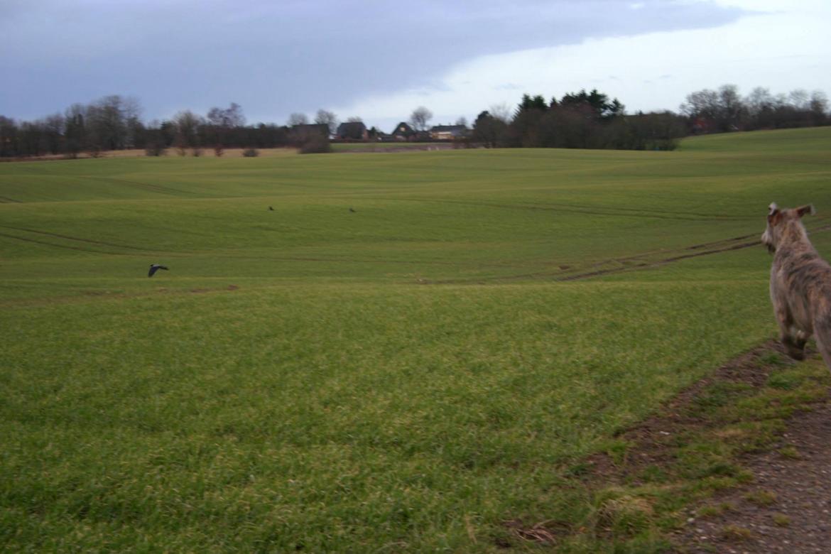 Irsk ulvehund Nova - Kragejagt billede 16