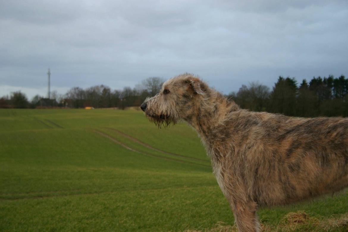 Irsk ulvehund Nova - Holder lige øje med kragerne billede 17