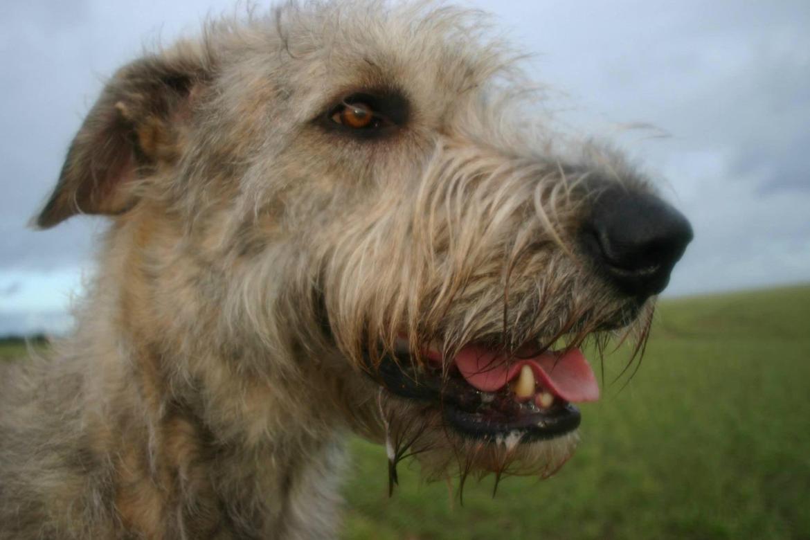 Irsk ulvehund Nova - Nova 22 måneder billede 13