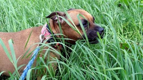 Staffordshire bull terrier Nela Tykpigen* Engelhund :'( billede 1