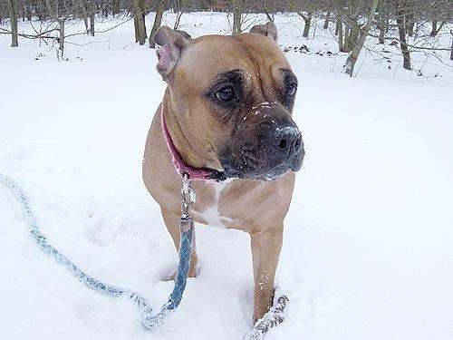 Staffordshire bull terrier Nela Tykpigen* Engelhund :'( billede 6