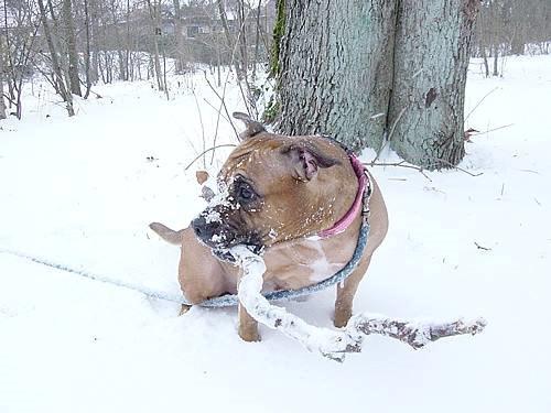 Staffordshire bull terrier Nela Tykpigen* Engelhund :'( billede 7