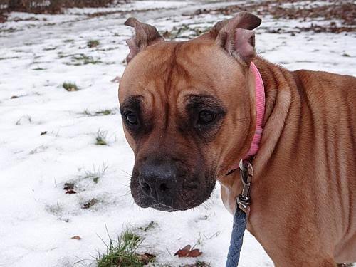 Staffordshire bull terrier Nela Tykpigen* Engelhund :'( billede 8