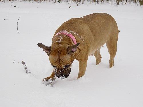 Staffordshire bull terrier Nela Tykpigen* Engelhund :'( billede 9