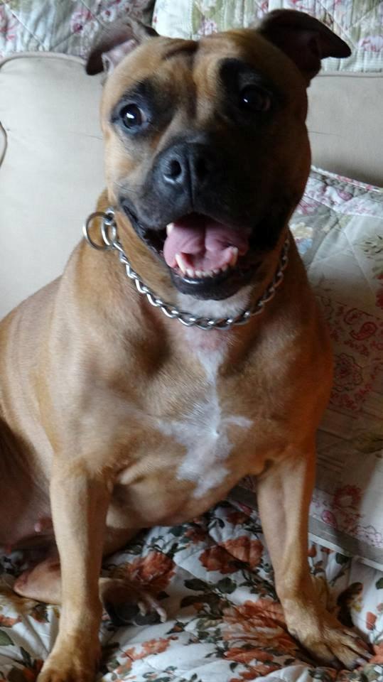 Staffordshire bull terrier Nela Tykpigen* Engelhund :'( billede 3