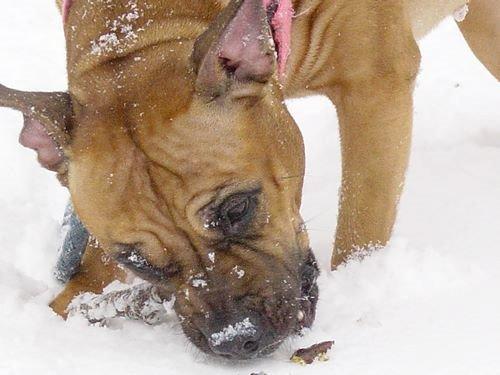 Staffordshire bull terrier Nela Tykpigen* Engelhund :'( billede 10