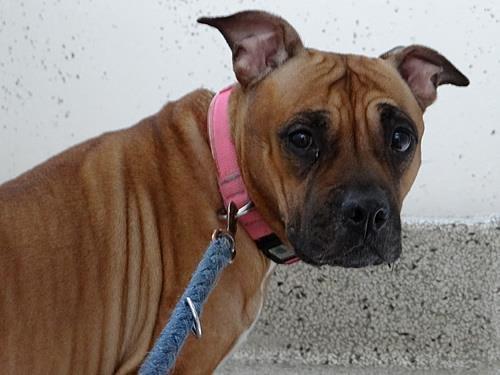 Staffordshire bull terrier Nela Tykpigen* Engelhund :'( billede 5