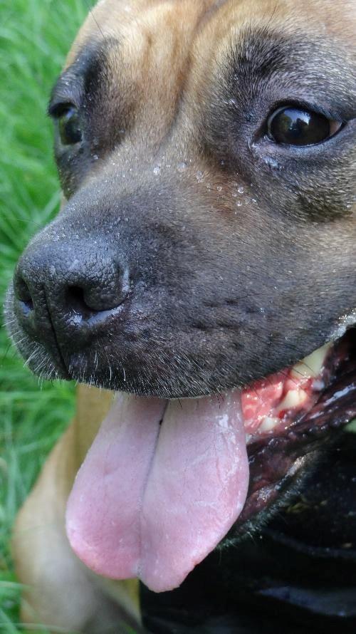 Staffordshire bull terrier Nela Tykpigen* Engelhund :'( billede 4