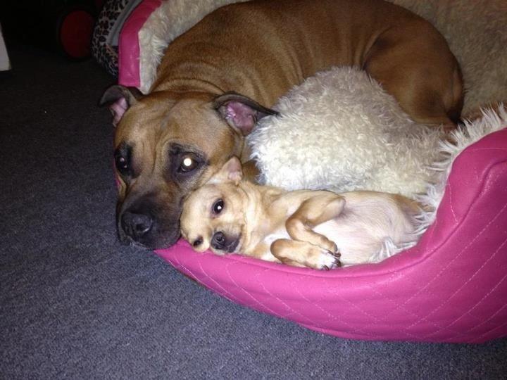 Staffordshire bull terrier Nela Tykpigen* Engelhund :'( billede 11