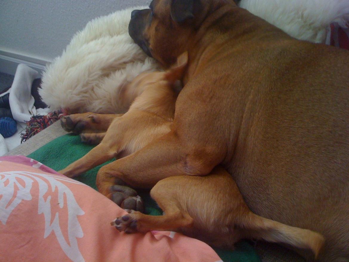 Staffordshire bull terrier Nela Tykpigen* Engelhund :'( billede 13