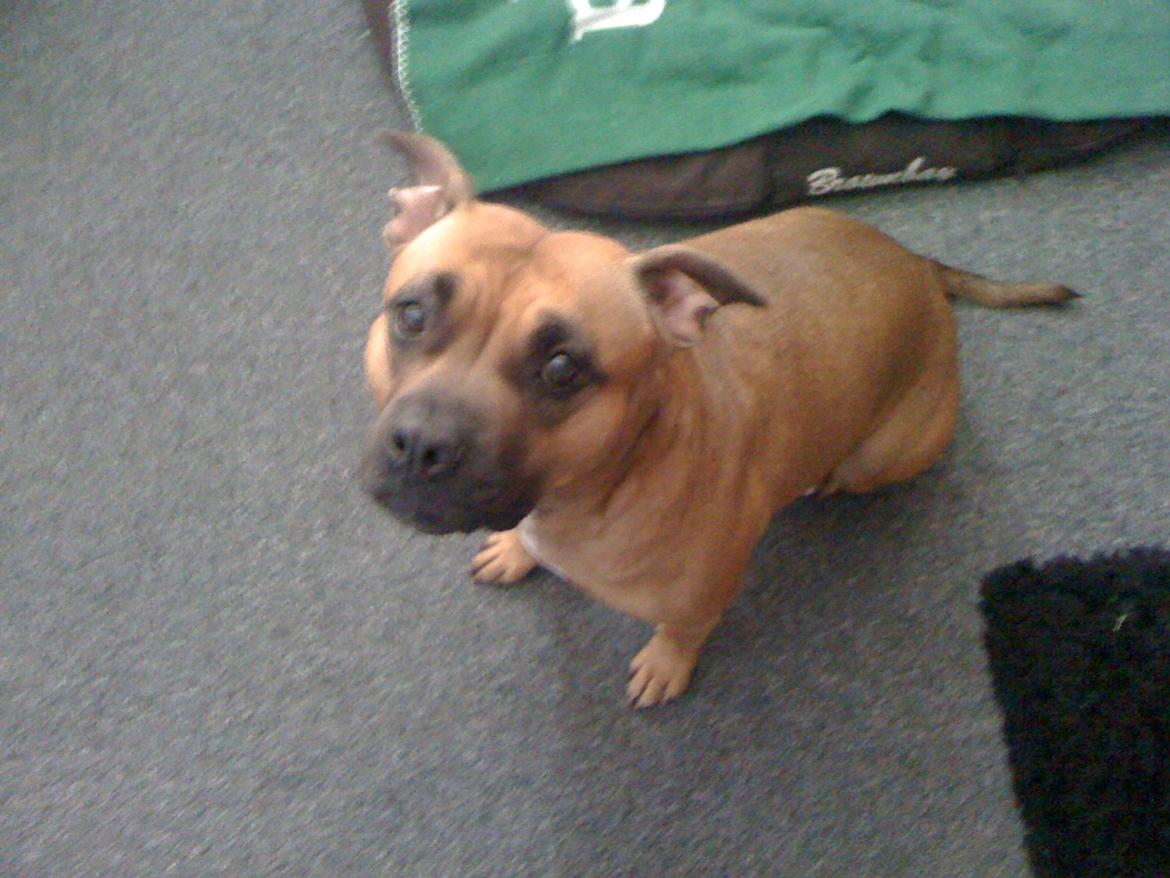 Staffordshire bull terrier Nela Tykpigen* Engelhund :'( billede 14