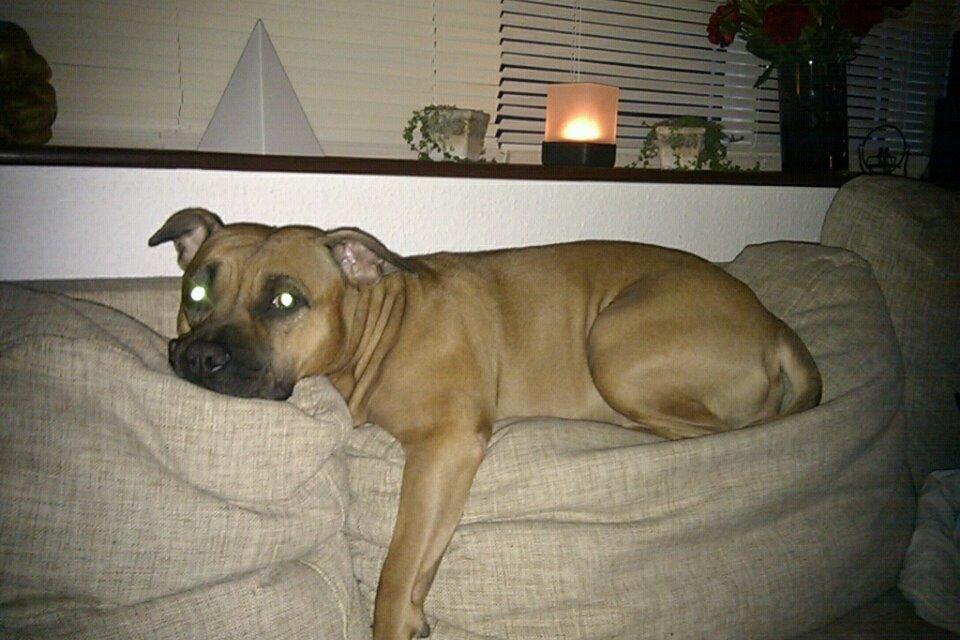 Staffordshire bull terrier Nela Tykpigen* Engelhund :'( billede 12