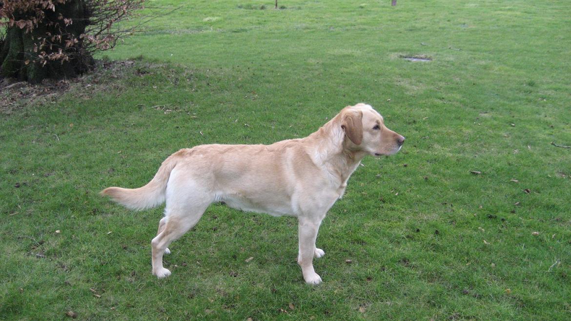Labrador retriever Balder billede 1