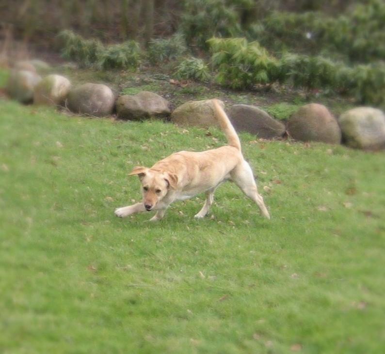 Labrador retriever Balder billede 16