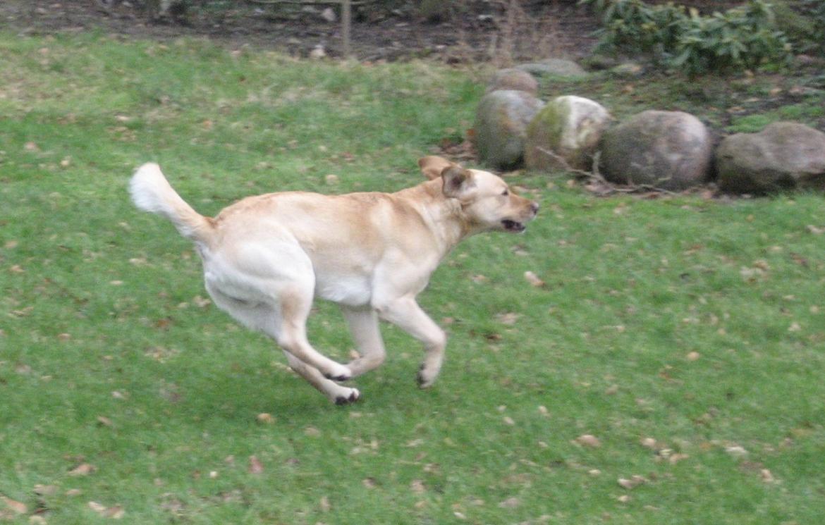 Labrador retriever Balder billede 17