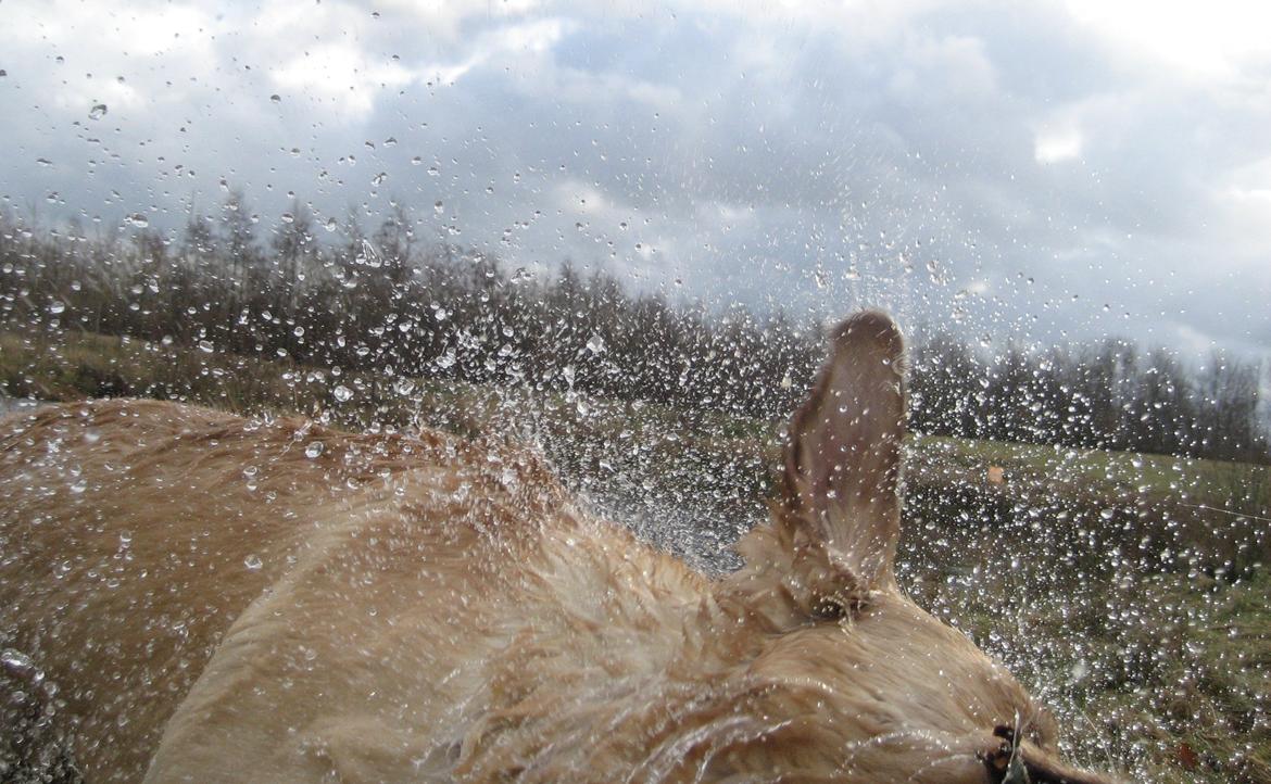 Labrador retriever Balder - Wow?... billede 18