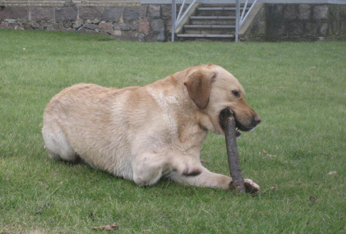 Labrador retriever Balder billede 19