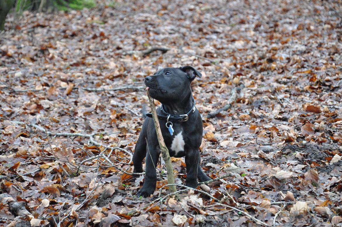 Staffordshire bull terrier Carlo billede 5