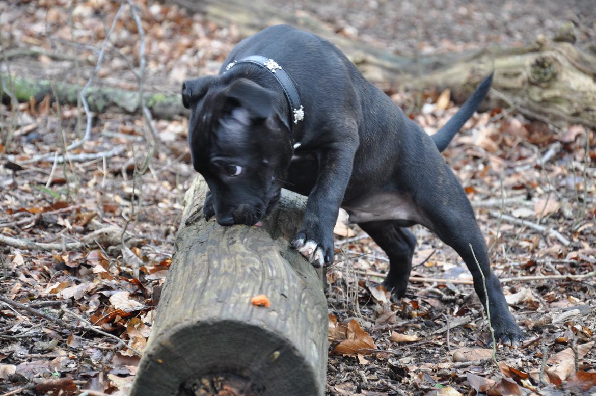 Staffordshire bull terrier Carlo billede 6