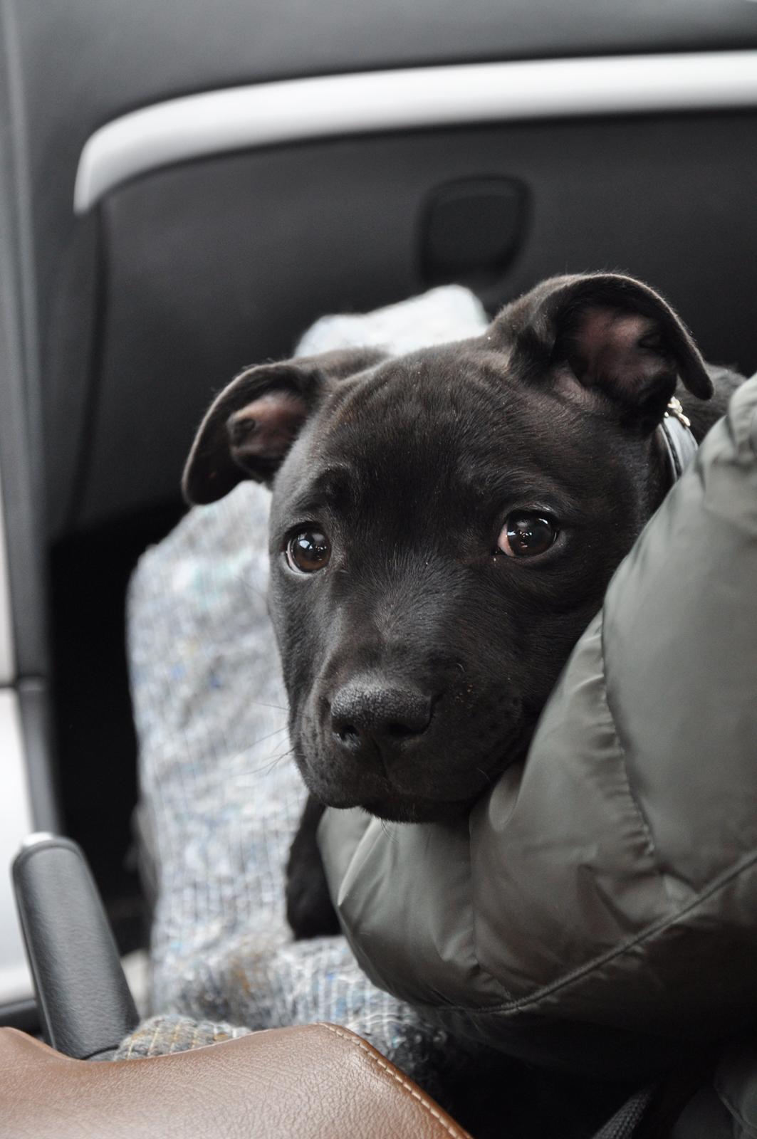 Staffordshire bull terrier Carlo billede 8