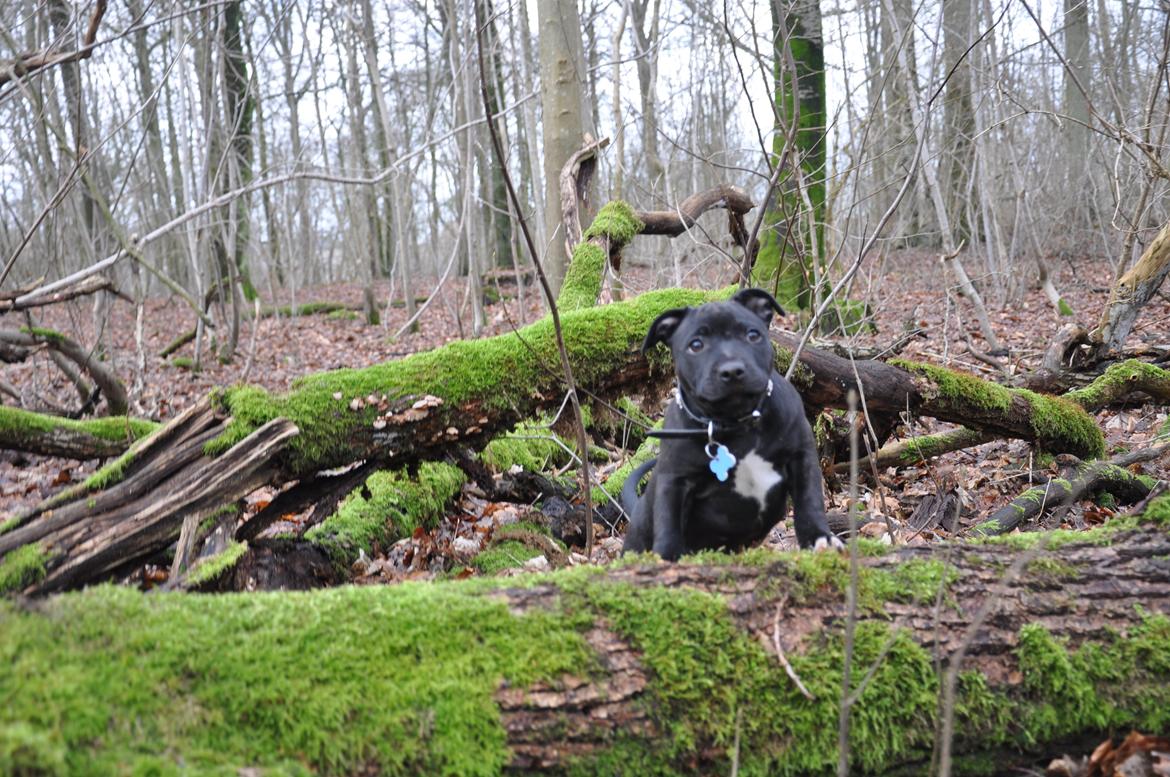 Staffordshire bull terrier Carlo billede 1