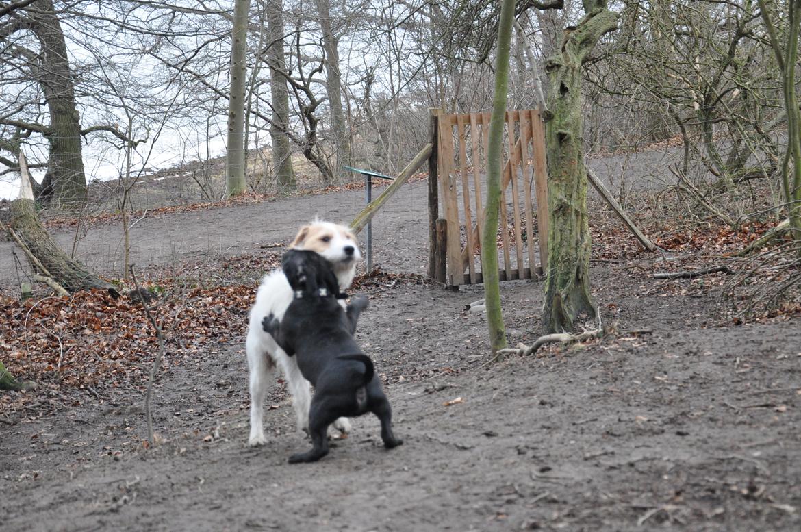 Staffordshire bull terrier Carlo billede 7
