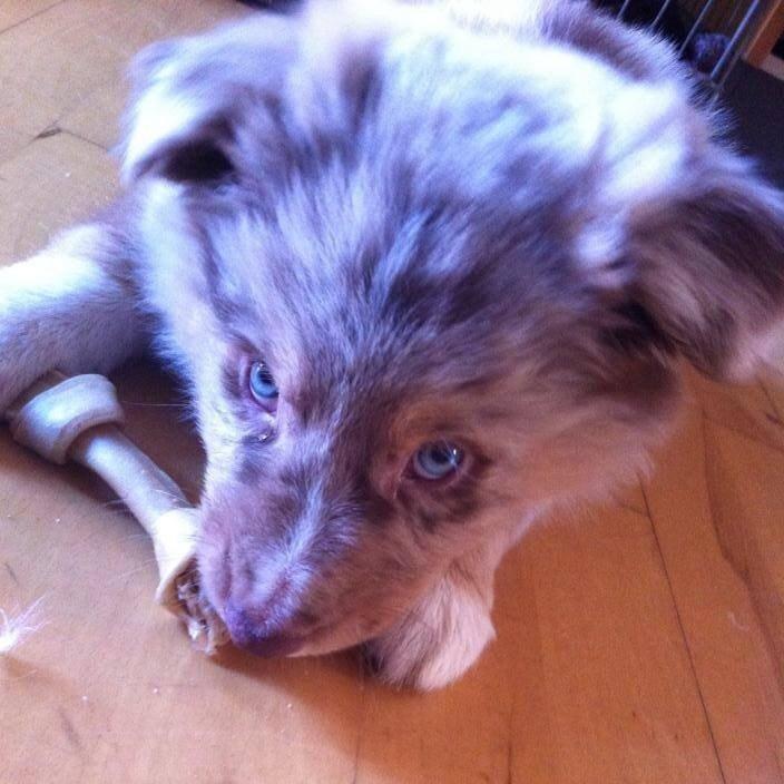 Australian shepherd Ozzy  billede 1