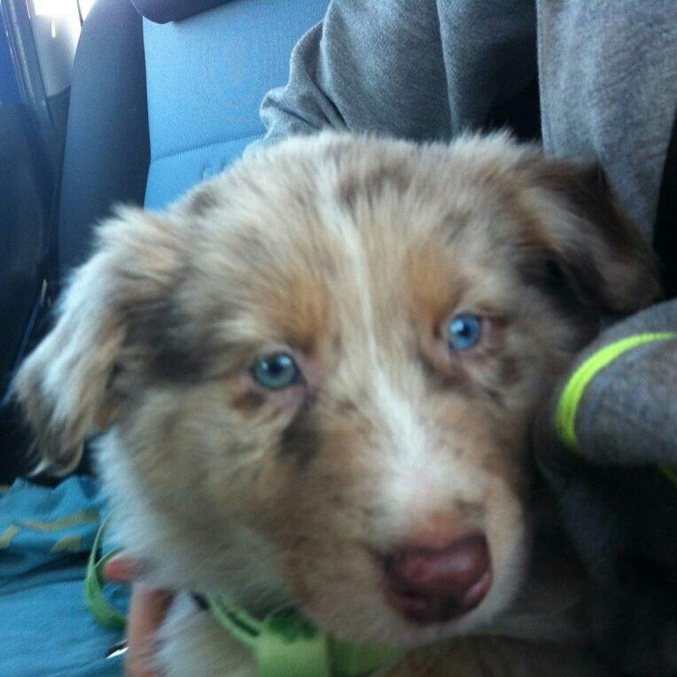 Australian shepherd Ozzy  billede 2