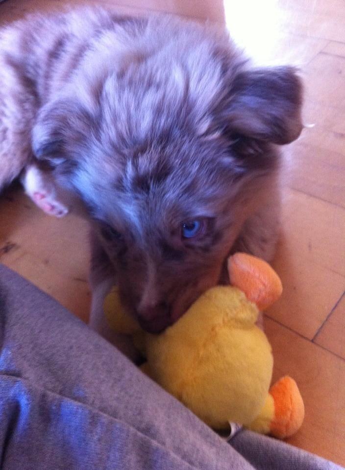 Australian shepherd Ozzy  billede 3