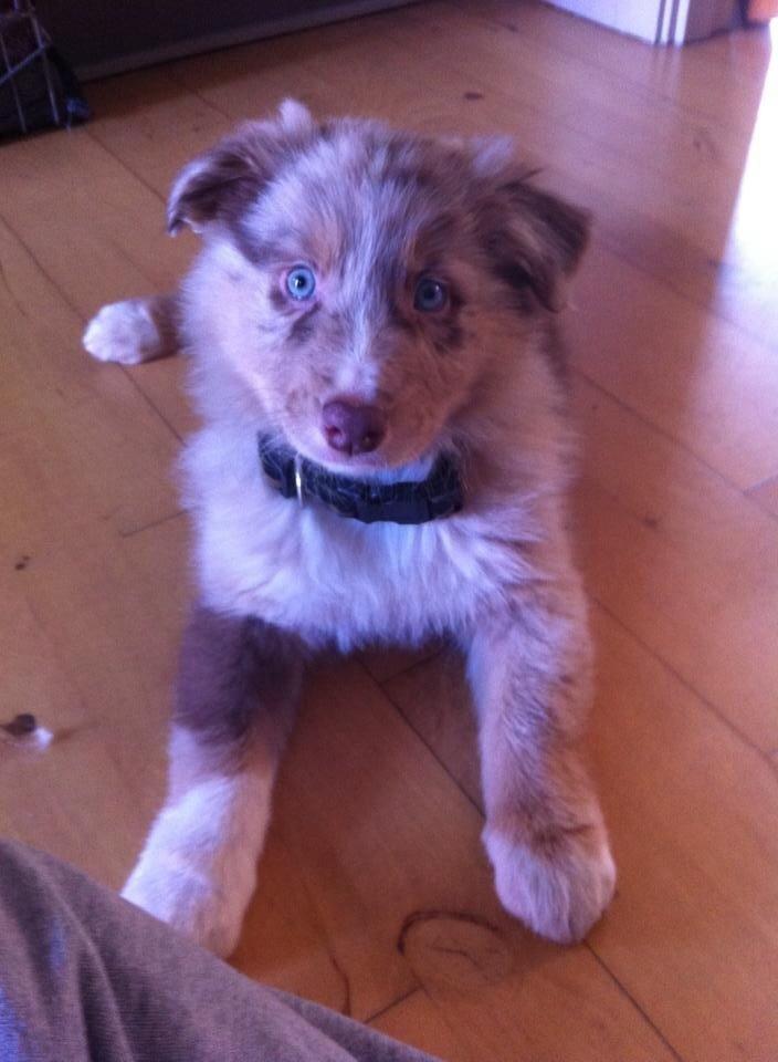 Australian shepherd Ozzy  billede 4
