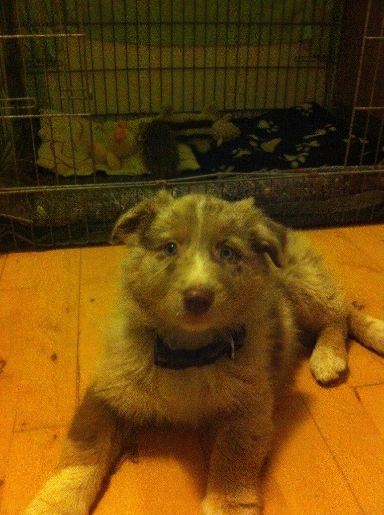 Australian shepherd Ozzy  billede 5