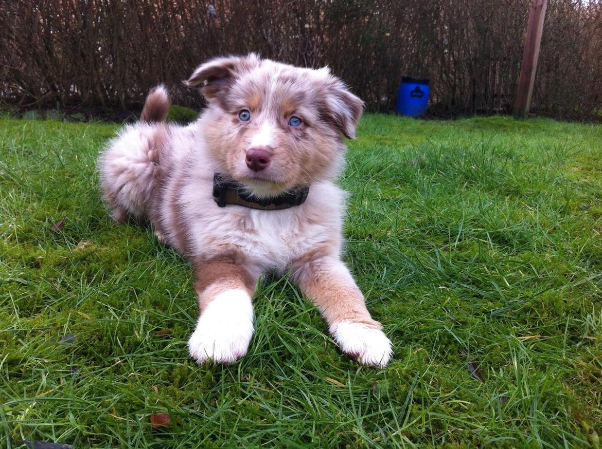 Australian shepherd Ozzy  billede 6