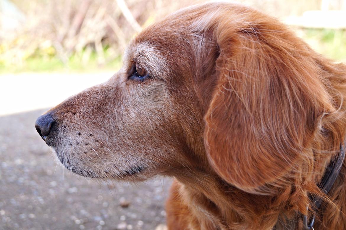 Nova scotia duck tolling retriever Marvin - Marvin, forår 2013 billede 4
