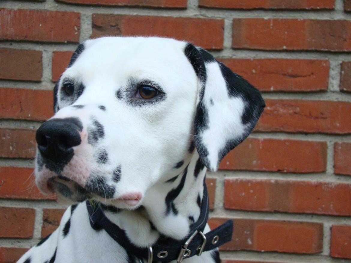 Dalmatiner Diego 'Flyttet' LÆS BESKRIVELSE billede 19