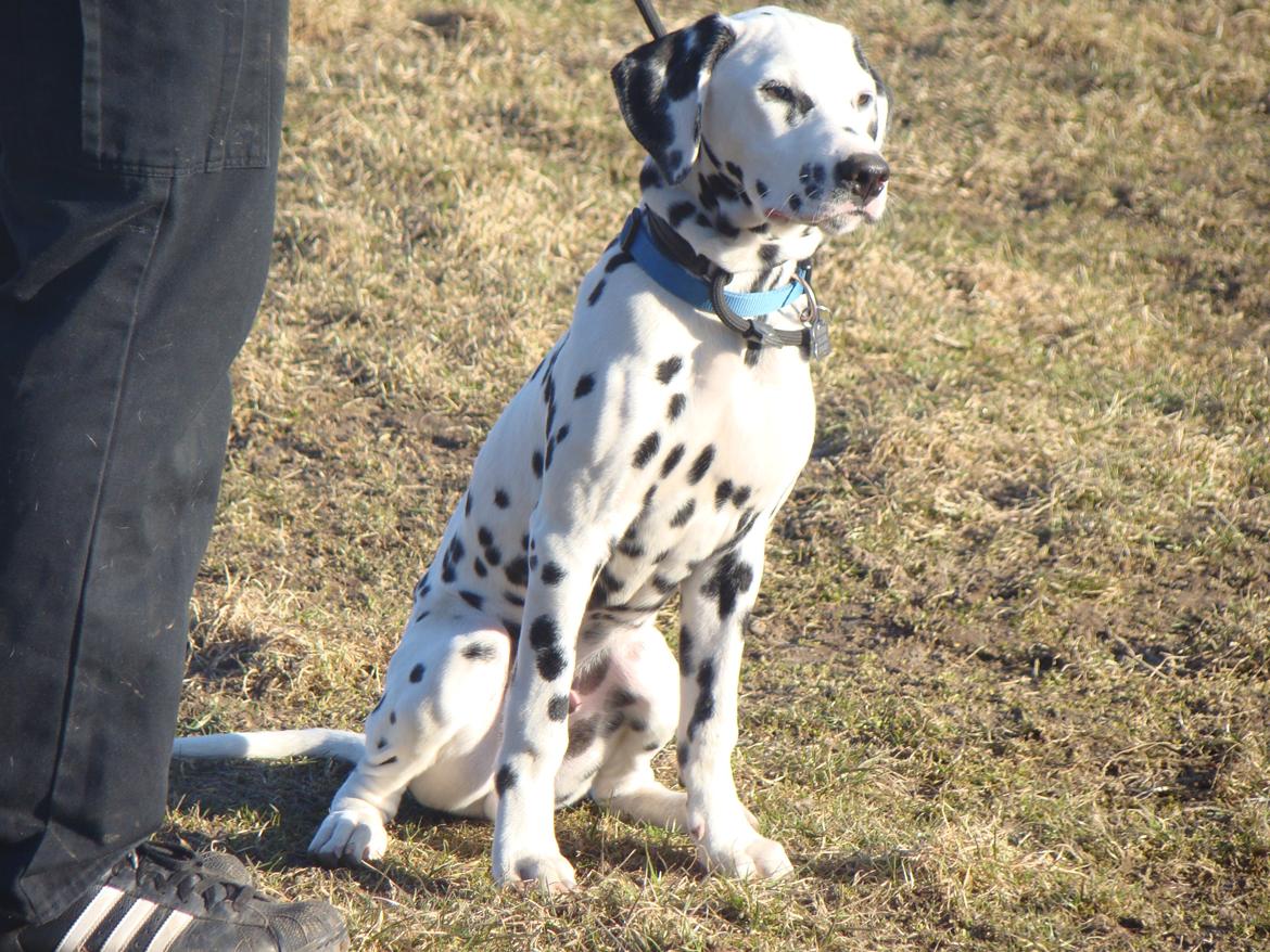 Dalmatiner Diego 'Flyttet' LÆS BESKRIVELSE billede 20