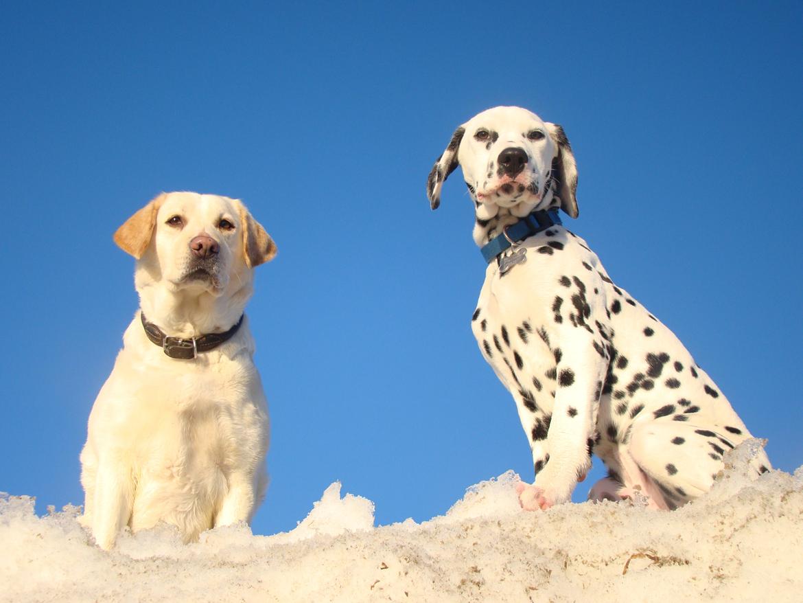Dalmatiner Diego 'Flyttet' LÆS BESKRIVELSE billede 21