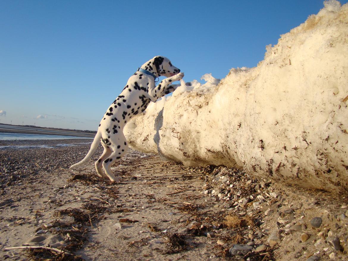 Dalmatiner Diego 'Flyttet' LÆS BESKRIVELSE billede 22