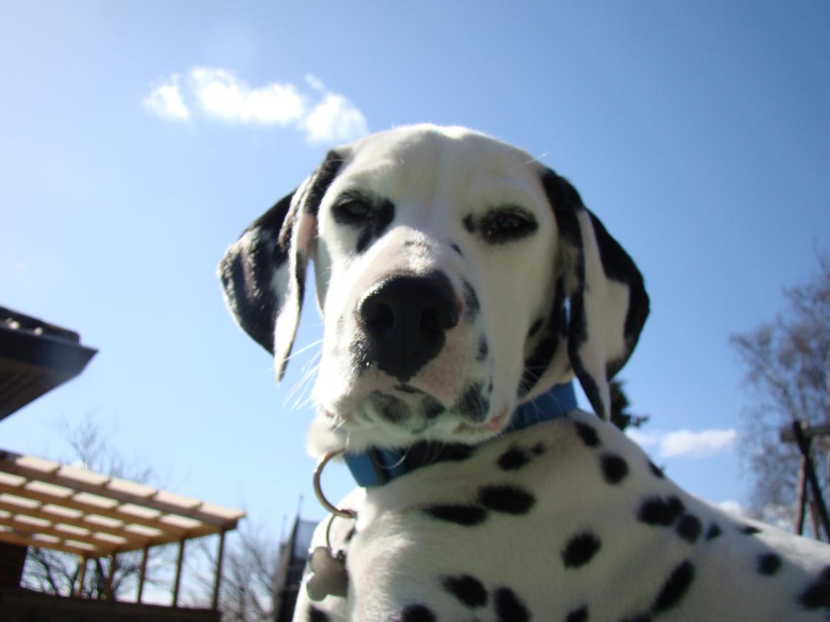 Dalmatiner Diego 'Flyttet' LÆS BESKRIVELSE billede 23