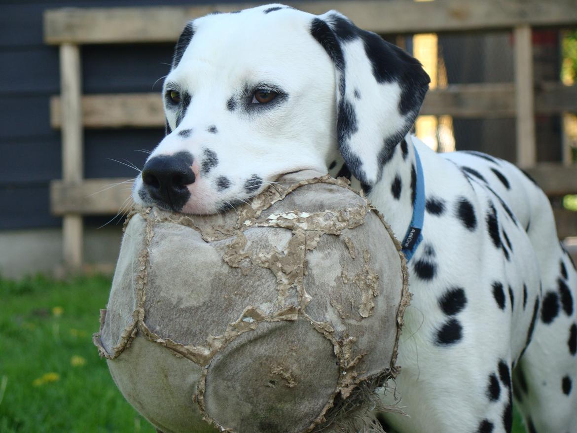Dalmatiner Diego 'Flyttet' LÆS BESKRIVELSE billede 24